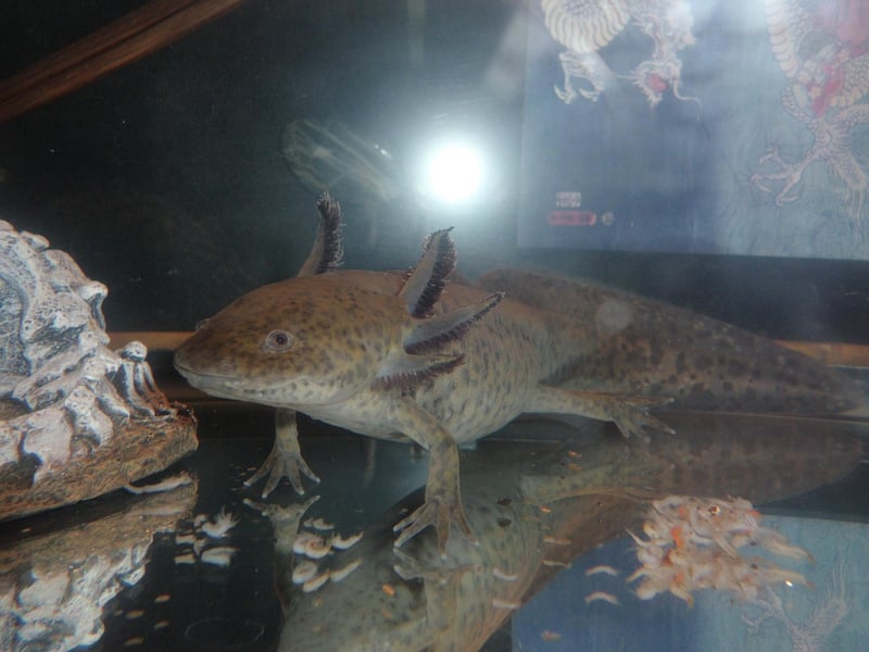 axolotl